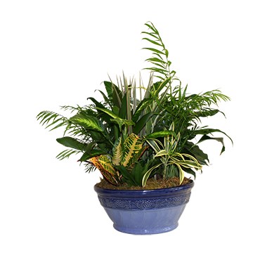 dish-garden-for-sympathy-gift